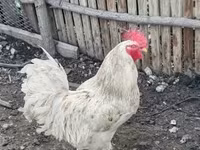 Chickens — foto 3