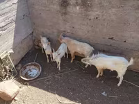 बकरा, बकरियाँ — फ़ोटो 2