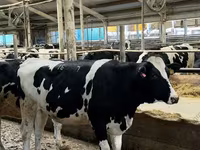 Tehén, Holstein fajta — 2. fotó
