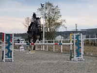 Jument, Shagya — photo 6