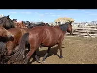 Yegua, Caballos — foto 8