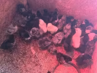 Danish hen — photo 2