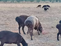 Carneiro, Blackheaded Persian sheep — foto 8