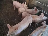 公猪, Pigs — 照片 3