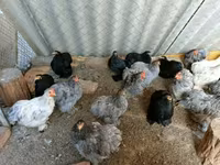 Pekin Bantam — 1. fotó