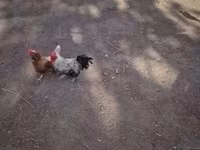 Chickens — zdjęcie 2