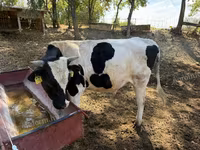 Bulle, Holstein-Rasse — Foto 3