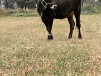Krowa, Swiss cattle — zdjęcie 6