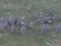 Guinea fowl — foto 2
