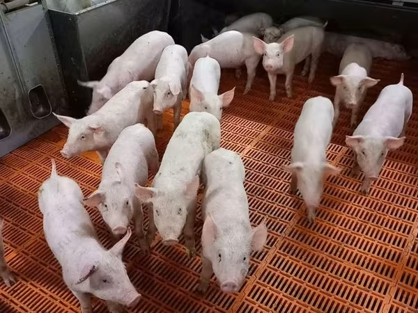 Sow, Крупная белая