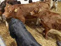 ثور, Simmental cattle — الصورة 4