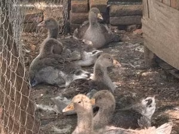 Geese