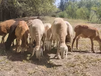 كبش, Afghan Arabi sheep — الصورة 7