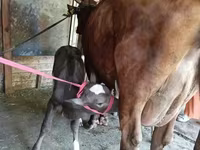 Tehén, Red Estonian cattle — 3. fotó