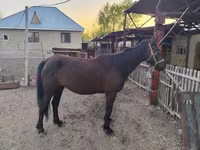 Yegua, Caballos — foto 6