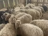 Juhok (tétel, nem megadva), Suffolk sheep — 2. fotó