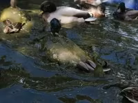 Ducks — photo 6