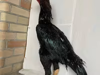 Shamo chickens — foto 2