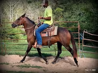 Stute, Quarter Horse — Foto 7