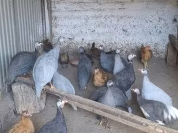 Pearl Grey — Magyarország