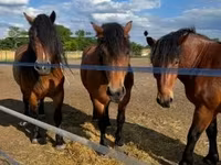 母马, Horses — 照片 4