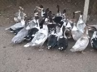 Ducks — फ़ोटो 3
