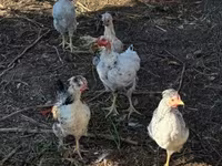 Silkie — 4. fotó