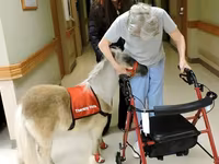 Hing, Miniature horse — 5. fotó
