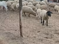 Sheep, Sheep — photo 2