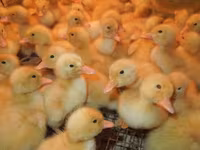 Ducks — Foto 1
