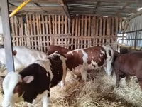 Toro, Ganado vacuno — foto 2