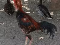 Shamo chickens — foto 2