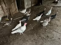 Turkeys — 3-сурет