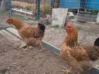 Chickens — zdjęcie 2