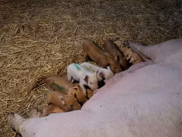 Sow, Pigs