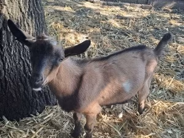 Kozel, Alpine goat — Maďarsko