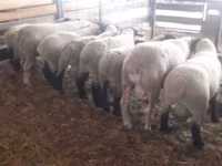 Widder, White Suffolk sheep — Foto 7