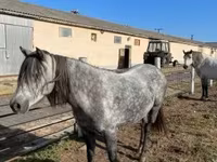 Jument, Hungarian horse breed — photo 8