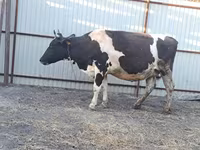 Vaca, Raça Holstein — foto 6