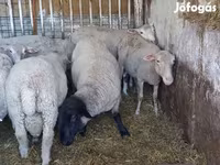 Kos, White Suffolk sheep — 5. fotó