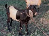 Bode, Nubian Goat — foto 5