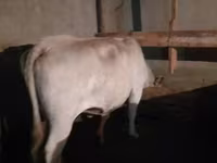 Vaca, Raza Auliékol — foto 4