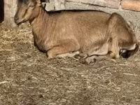 Cabras (lote, sexo no especificado), Alpine goat — foto 2