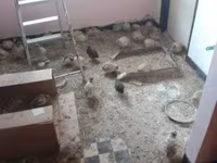 Quails — 3. fotó