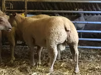 Baran, Charollais sheep — zdjęcie 1