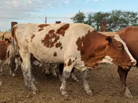 Vaca, Swiss cattle — foto 2