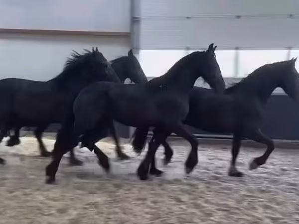 Horse (M), Friesian — Hungary
