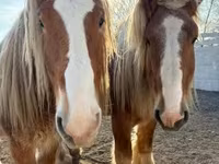 Horse (M), Belgian Draught — photo 2