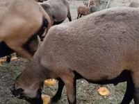 Ziegenbock, Ziegen — Foto 1