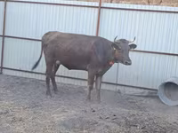 Vaca, Swiss cattle — foto 3